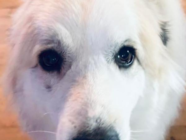 Fluffy white dog wearing a captain's hat and sunglasses.